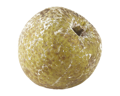 Breadfruit