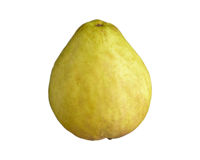 Guava