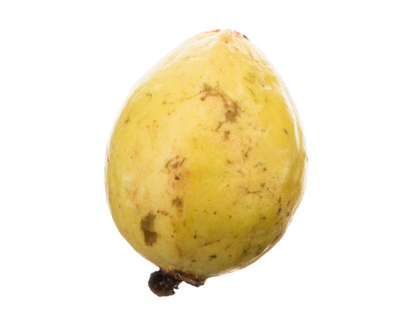 Quince - 1.0 EA