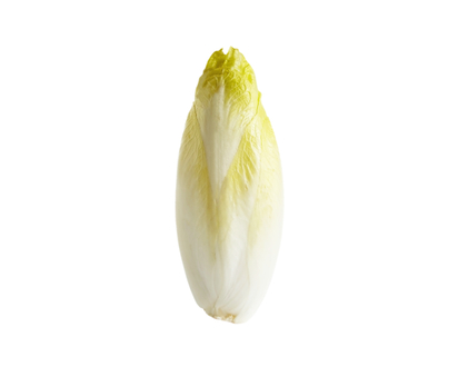 Belgian Endive