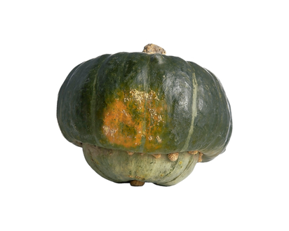 Buttercup Squash