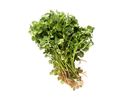 Cilantro - 1.0 EA