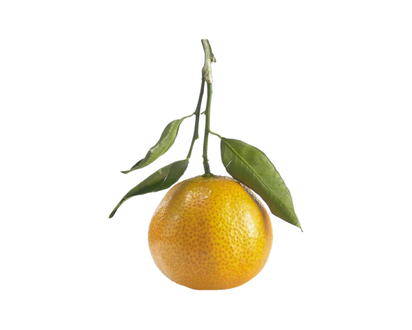 Clementine Stem & Leaf
