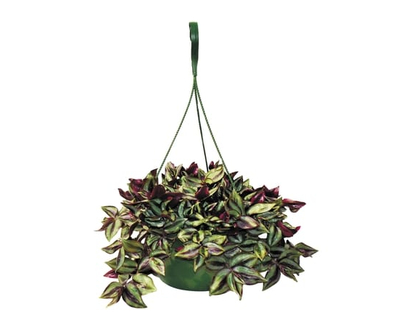 Tropical Hanging Basket - 1.0 EA