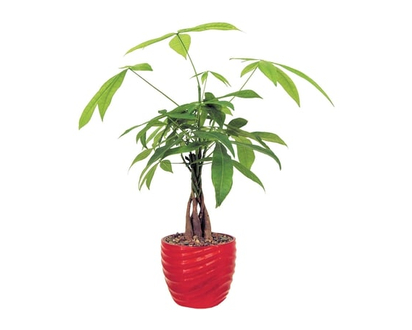 5-inch Money Tree - 1.0 EA