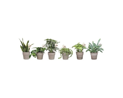 Assorted Foliage in clay pot - 1.0 EA