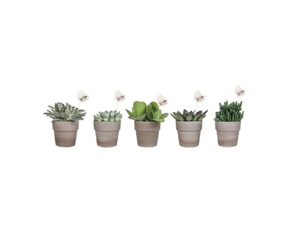 Wild Interior Foliage in clay pot - 1.0 EA