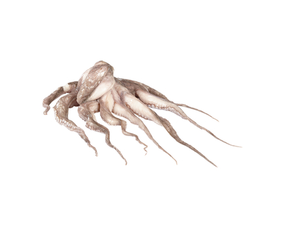 Frozen Tenderized Octopus