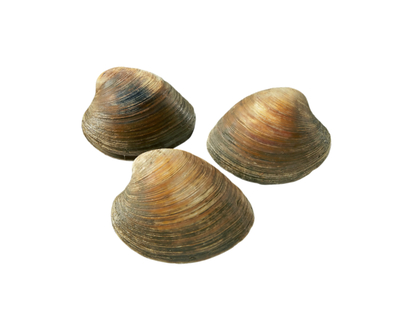 Cherrystone Clams, Live