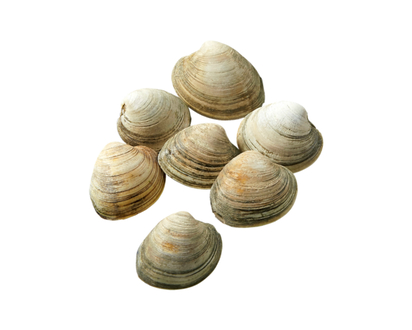 Littleneck Clams, Live