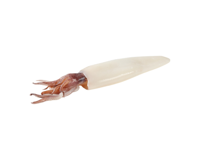 Squid, Cleaned and Previously Frozen