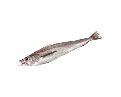 Fresh Whole Whiting