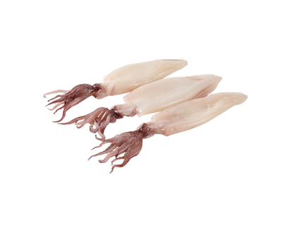 Whole Fresh Squid