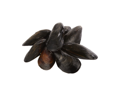 Mussels, Cultivated Live