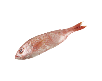 Fresh Snapper, Whole