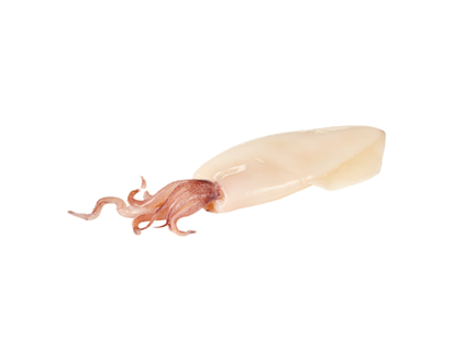 Cuttlefish, Cleaned
