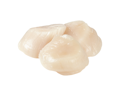 Sea Scallops,