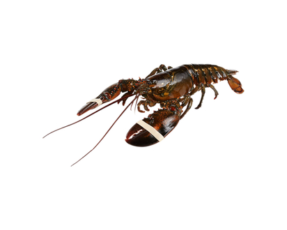 Live Lobster, 2lbs or More