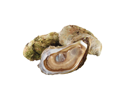 Shiny Sea Oyster - 1.0 EA