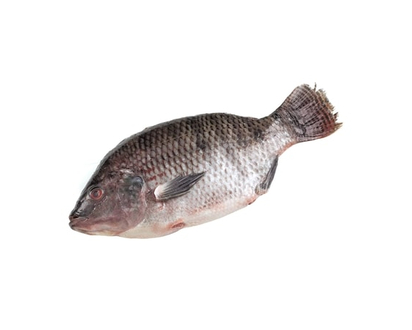 Fresh Whole Tilapia