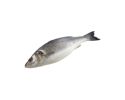 European Sea Bass, Whole