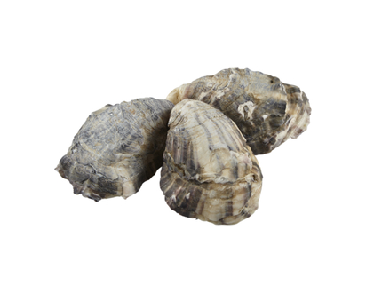 Huîtres Kusshi de Colombie-Britannique - 10.0 G