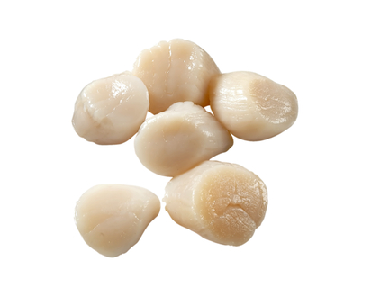 Sea Scallops, U-15