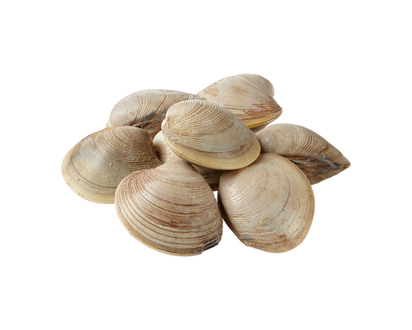 Pasta Clams, Live