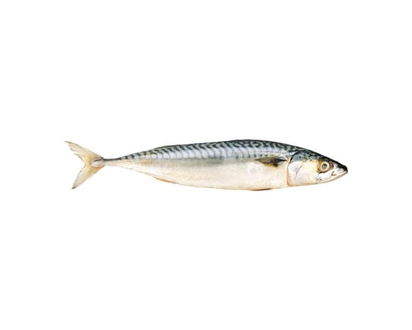 Fresh Atlantic Mackerel