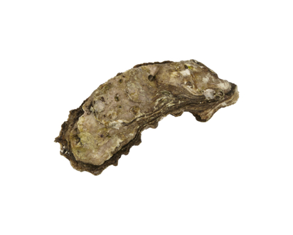 Live Large Oysters - 1.0 EA