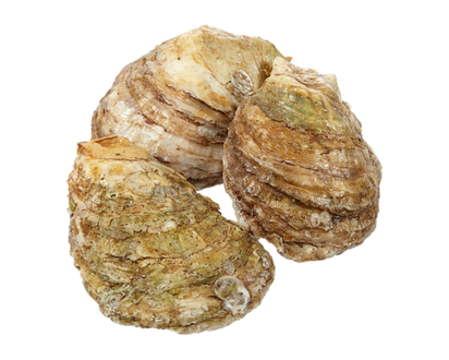Mapleque Oyster Choice, Jumbo - 40.0 G