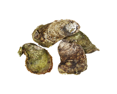 Malpeque Oysters, Choice - 40.0 G