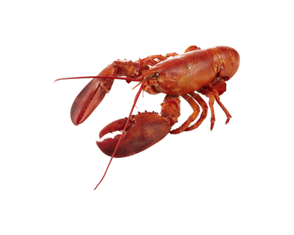 Steamed Lobster