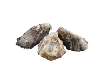 Live Gold Mantle Oysters - 1.0 EA