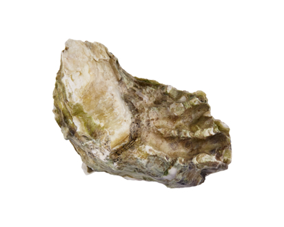 Live Oysters, Small - 1.0 EA