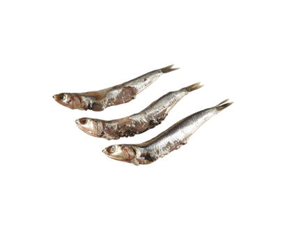 Anchovies