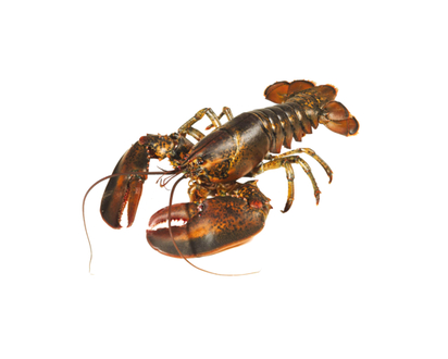 Live Lobster
