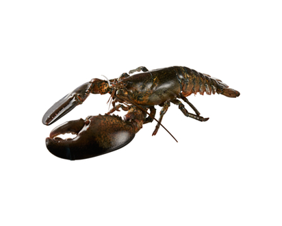 Live Colossal Lobster 4lb +