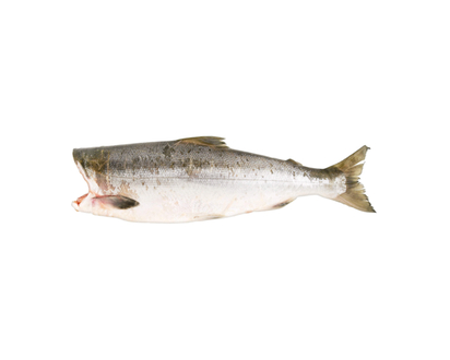 Saumon sockeye sauvage entier précongelé