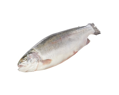 Fresh Steelhead Trout, Whole Dressed