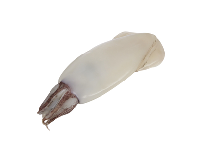Fresh Whole Cleaned Squid