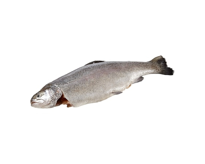 Seaquest Whole Dressed Rainbow Trout