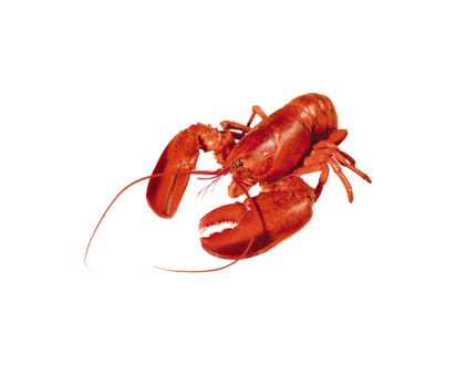 Homard cuit, frais du marché