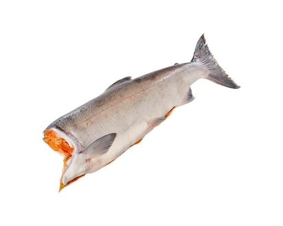 Fresh Sockeye Salmon Headless