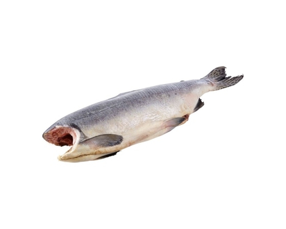Fresh Pink Salmon Headless
