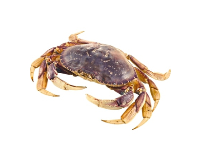 Live Whole Crab Large