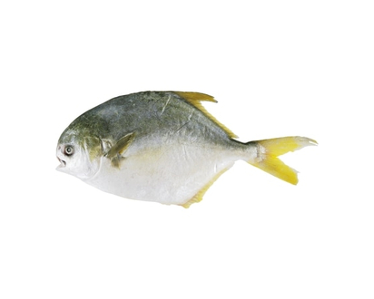 Golden Pompano