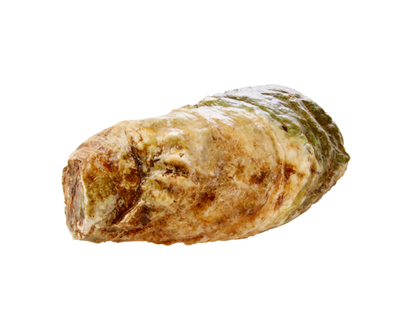 Lucky Lime Oysters - 1.0 EA
