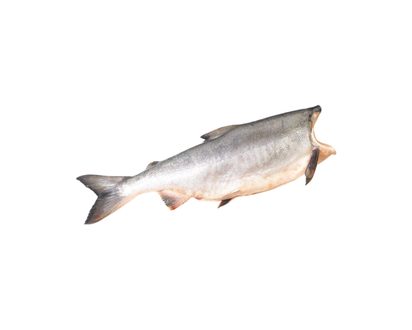 Saumon entier biologique