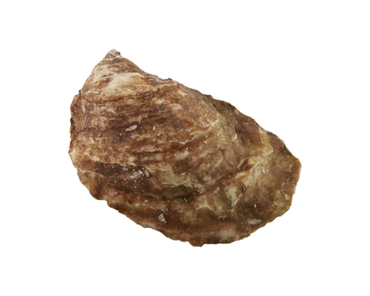 Lucky Lime Oysters - 1.0 EA